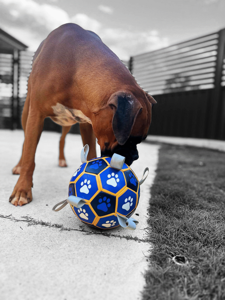 Boxer Dog Collection